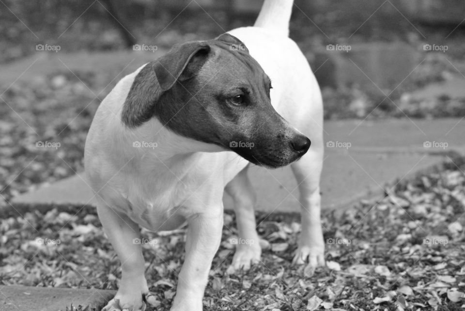 White spotless dog
