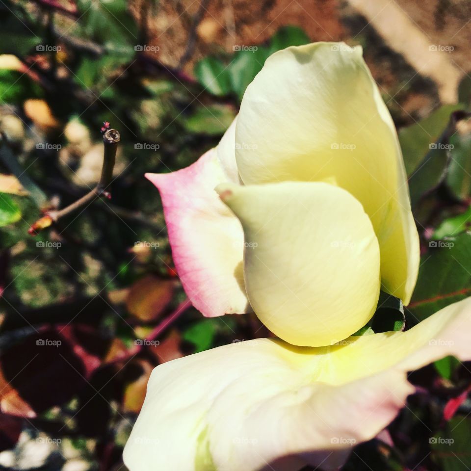 🌺Fim de #cooper! 
Alongando e curtindo a beleza das #flores - hoje, bem cansadão.
🏁
#corrida #treino #flor #flowers #pétalas #pétala #jardim #jardinagem #garden #flora #run #running #esporte #alongamento 