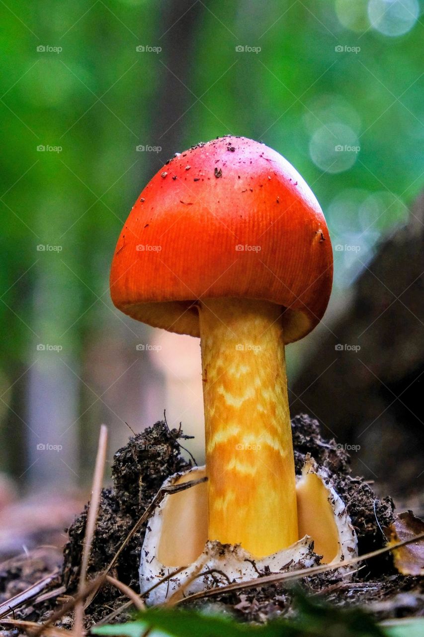 Despite the Genus Amanita being responsible for most deaths by consumption, the American Caesar mushroom (Amanita jacksonii) is one of the few edible species. Always be 600% sure before consuming any foraged mushrooms. 