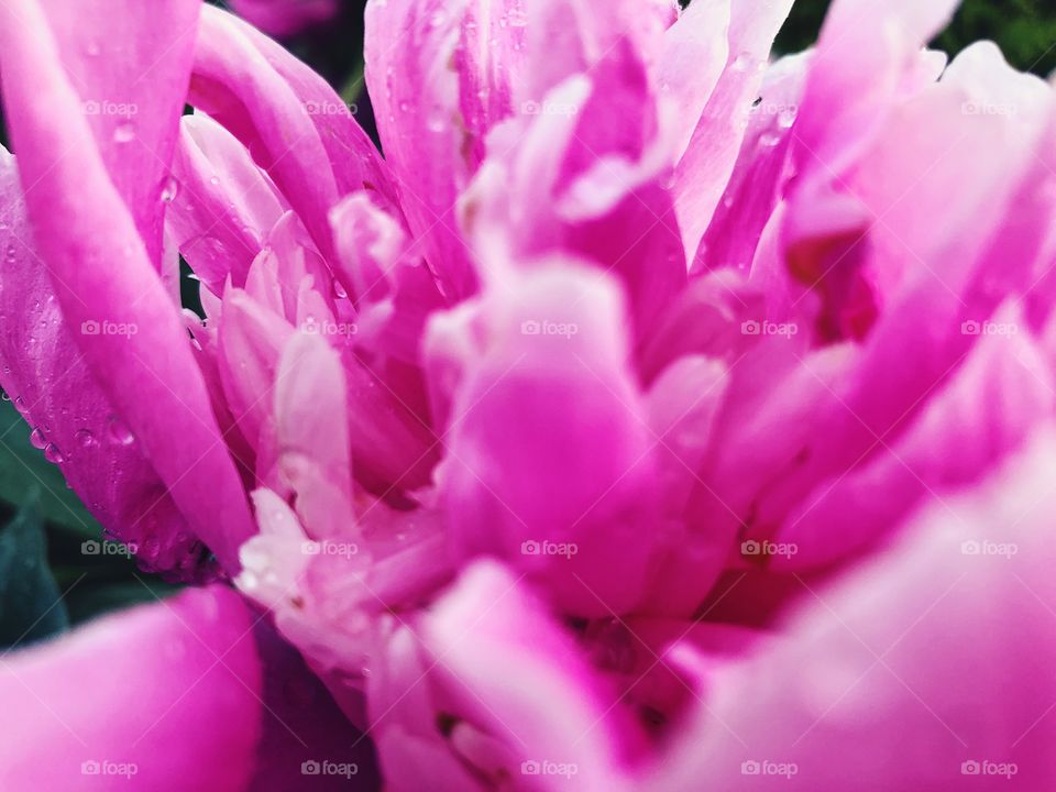 Closeup of beauty flower.Macro photo