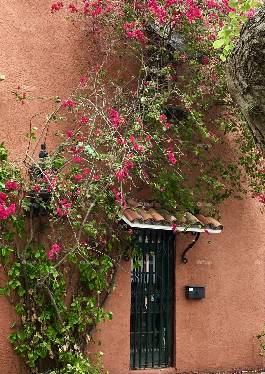 Bougainvillea climbing up an entrance of a Tuscan door