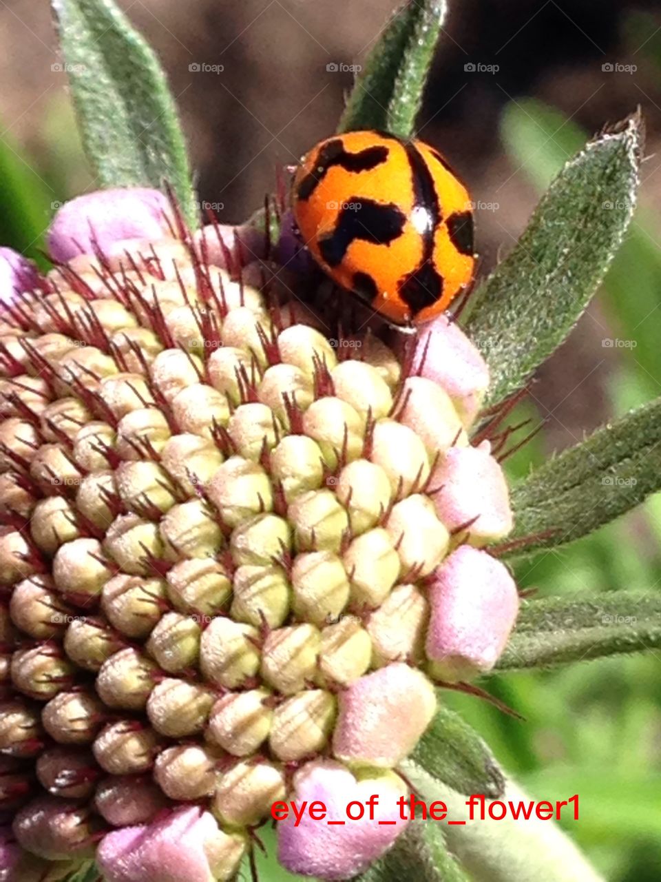 Close up of a ladybug 
