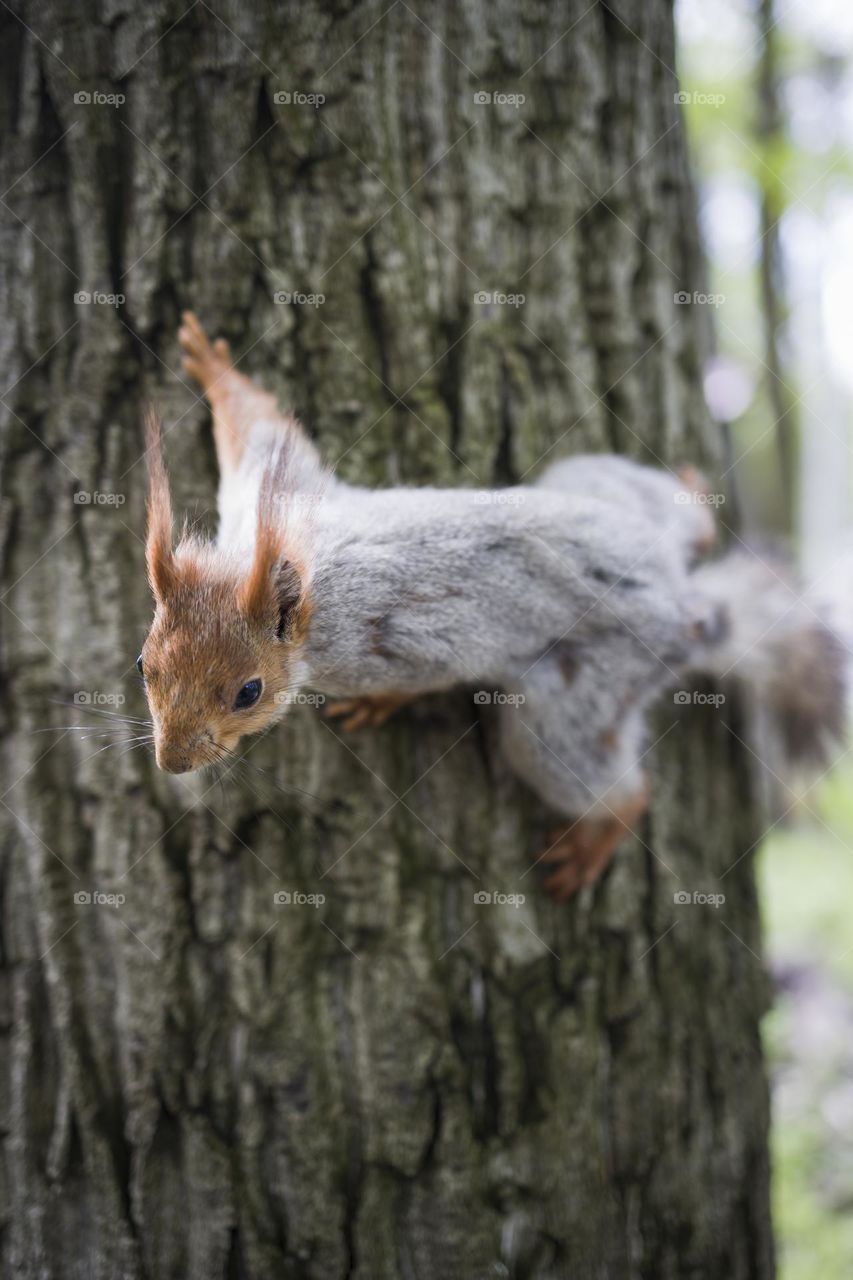 Squirrel on tree , close up portrait . Animal concept