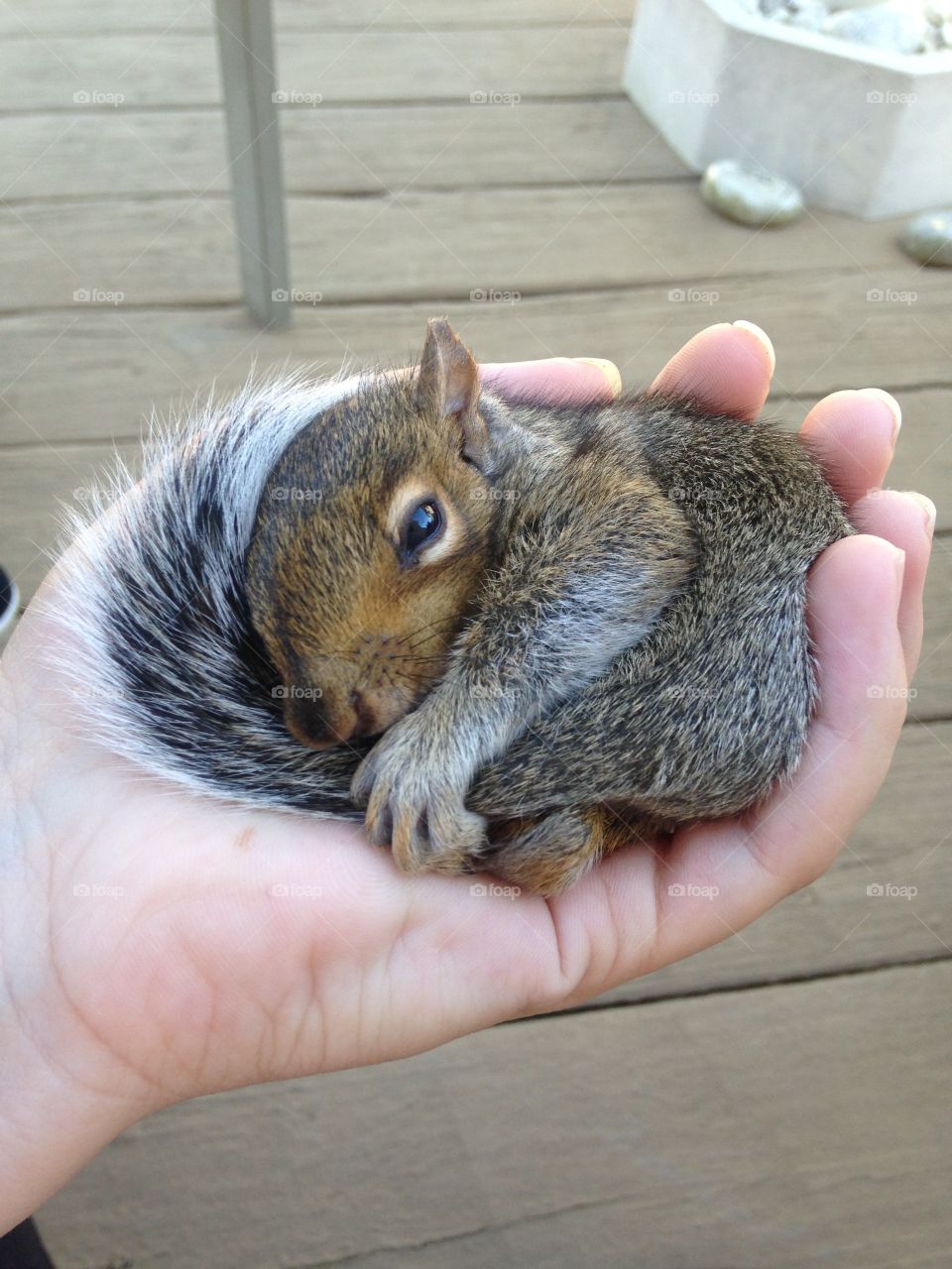 Baby squirrel 