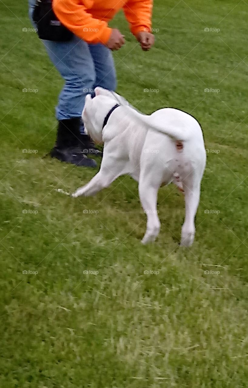 Playing Tag in the Yard!