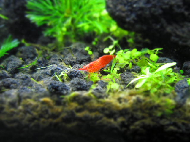 moss