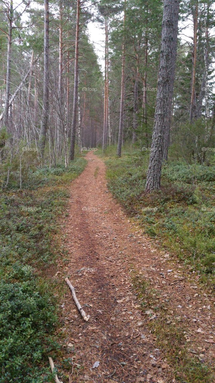 A path in  Scandinavian woods
