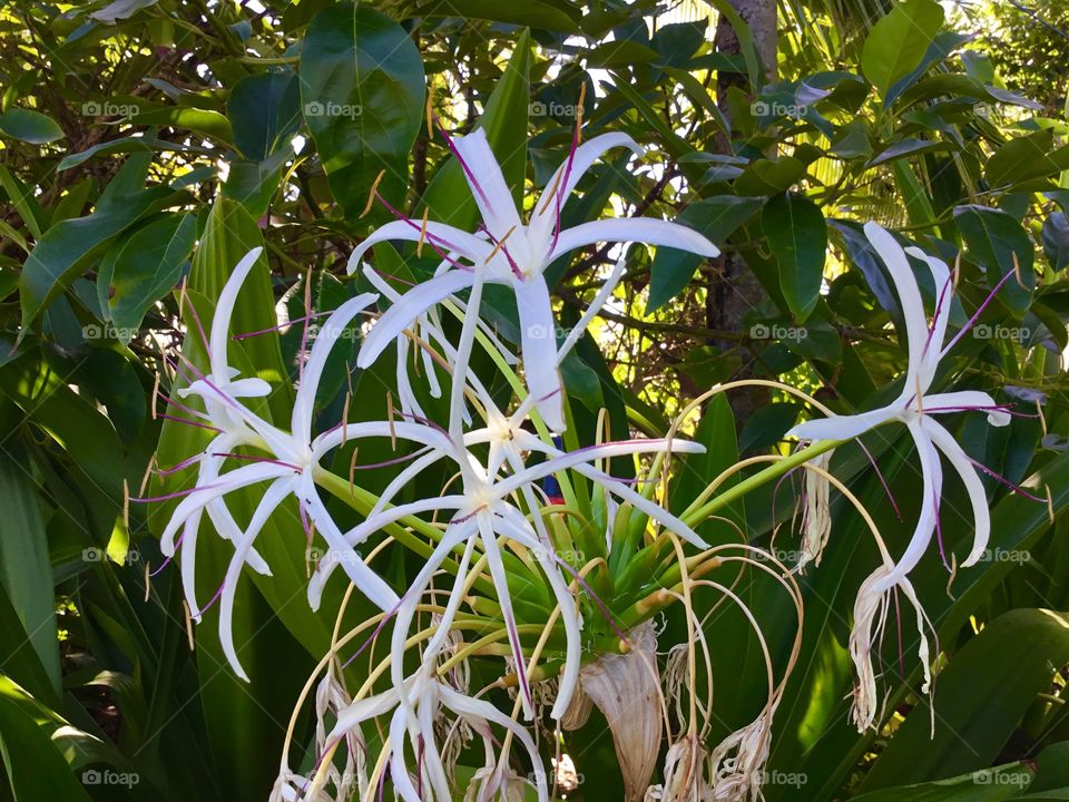 Flora in Hawaii