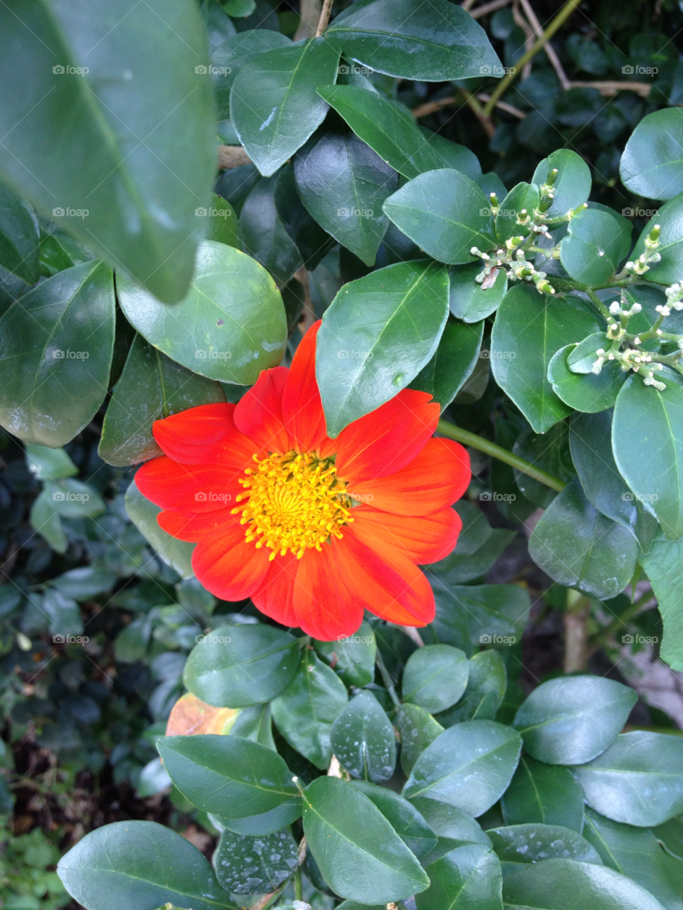green plants orange poppy by xxlaurabeanxx