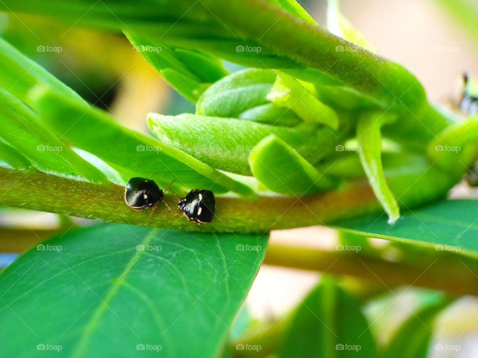 Love in the nature