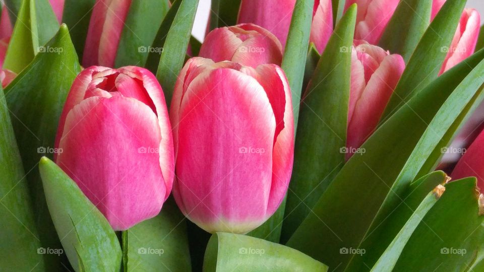 close up of bouquet of pink tulips