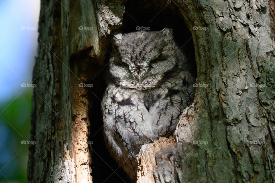 Sleeping Eastern screech owl