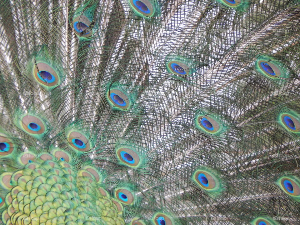 Peacock Tail Feathers