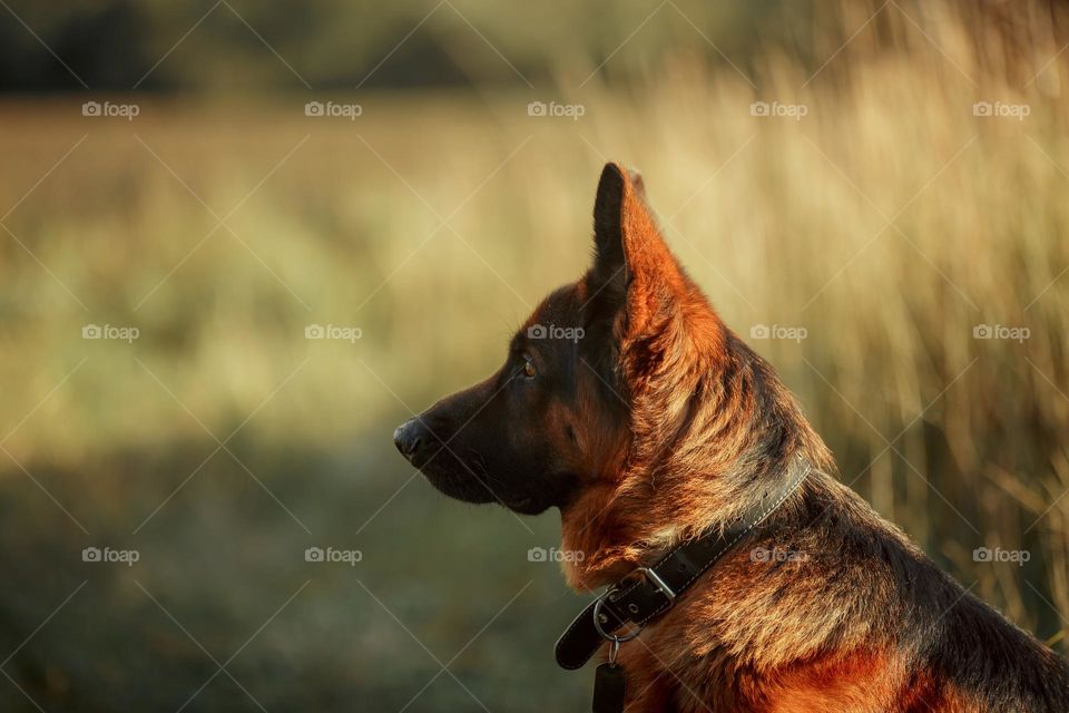 German shepherd dog outdoor portrait 