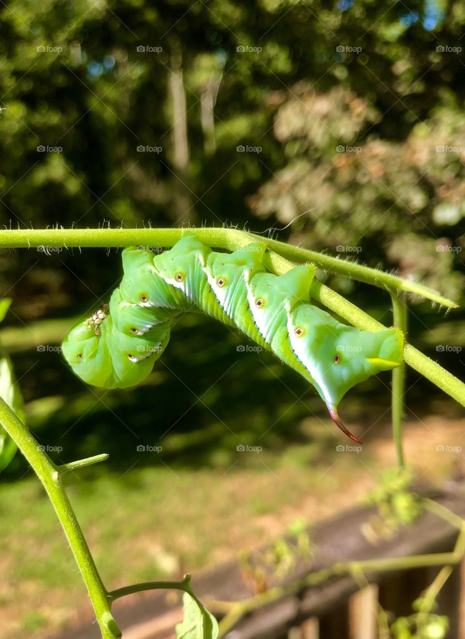 Tomato hornworm clinging to vine