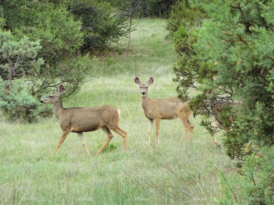 deers in thr backyard