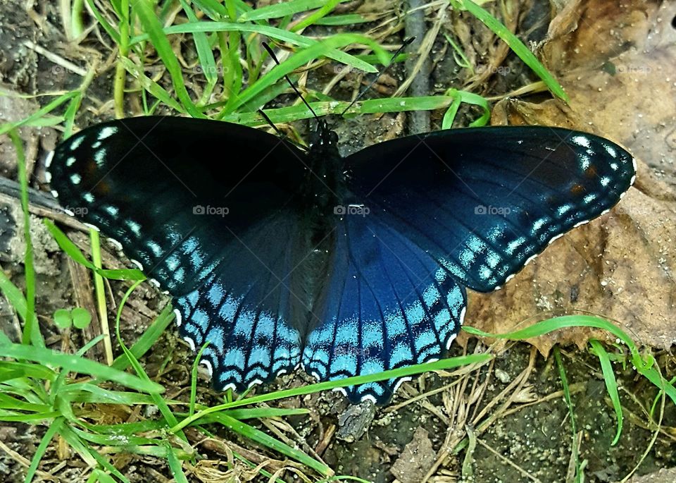 a beautiful butterfly.