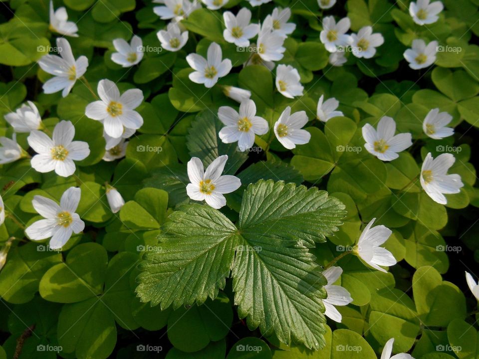 white flowers spring beautiful nature