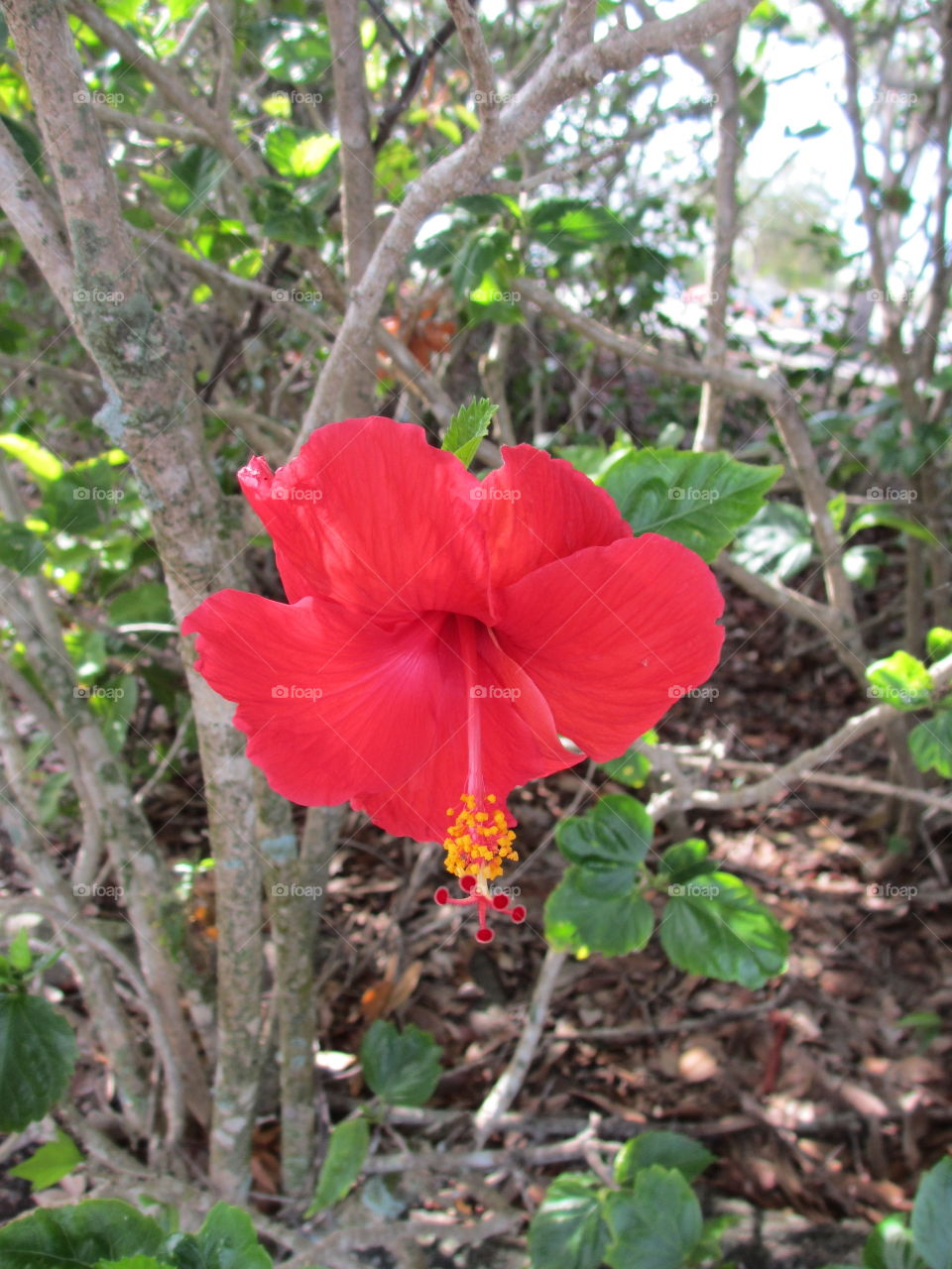 Red Hibiscus Flower. Red Hibiscus flower blooming on an aging bush