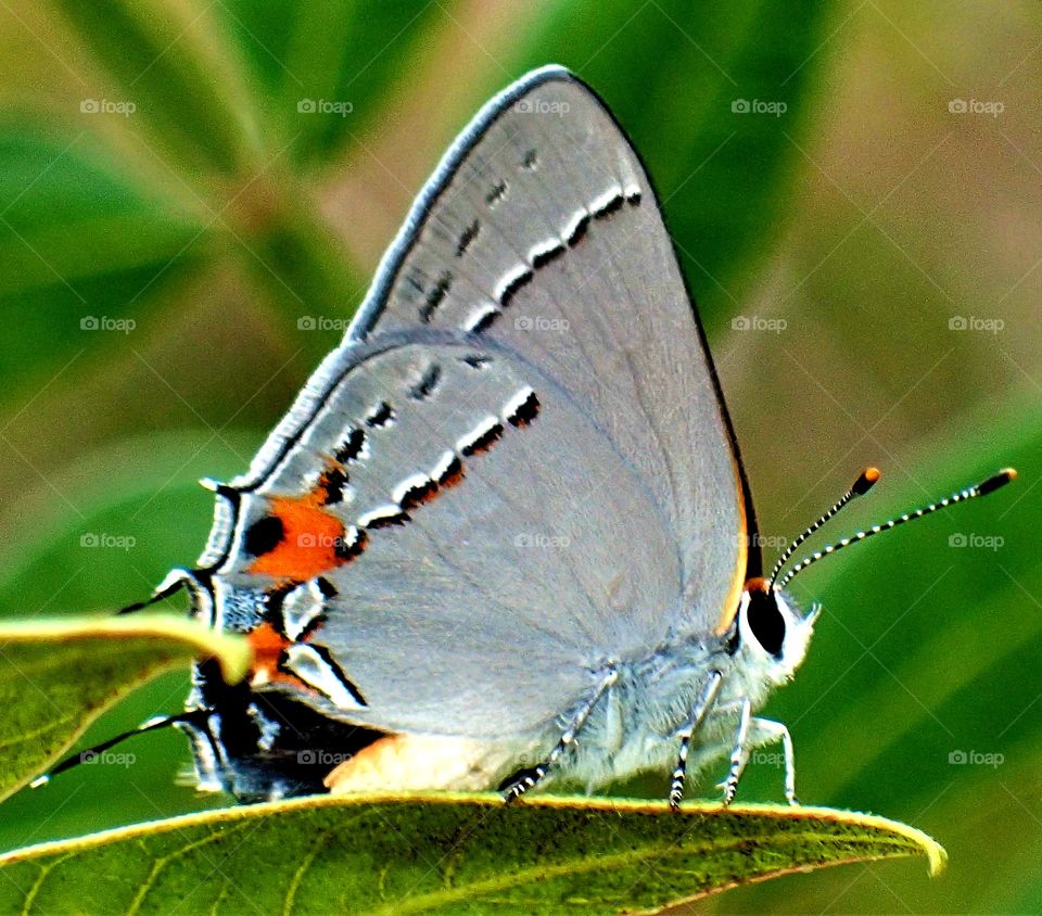 gray Hairstreak butterfly