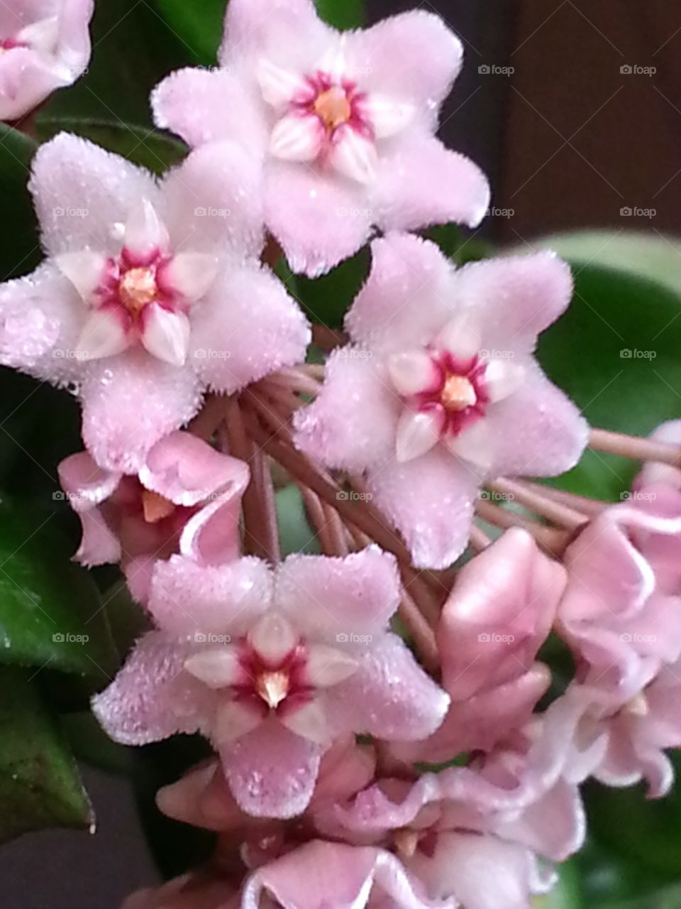 flowering wax plant. flowering Wax Plant Hoya succulent 