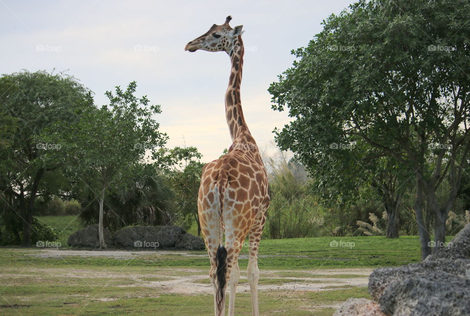 Long neck and regal looking stance
