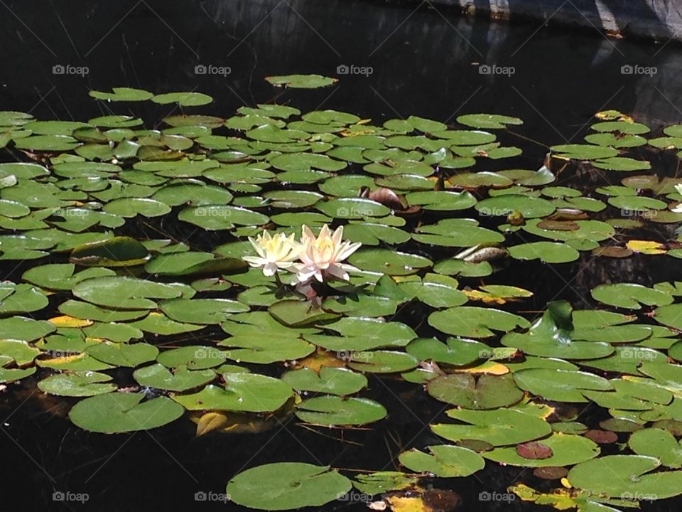 Water lilies 
