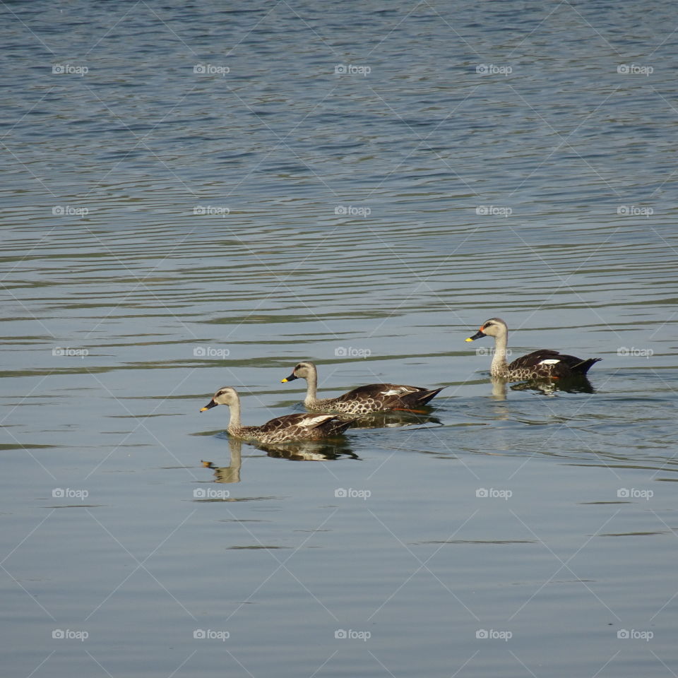 Cute ducks in the water