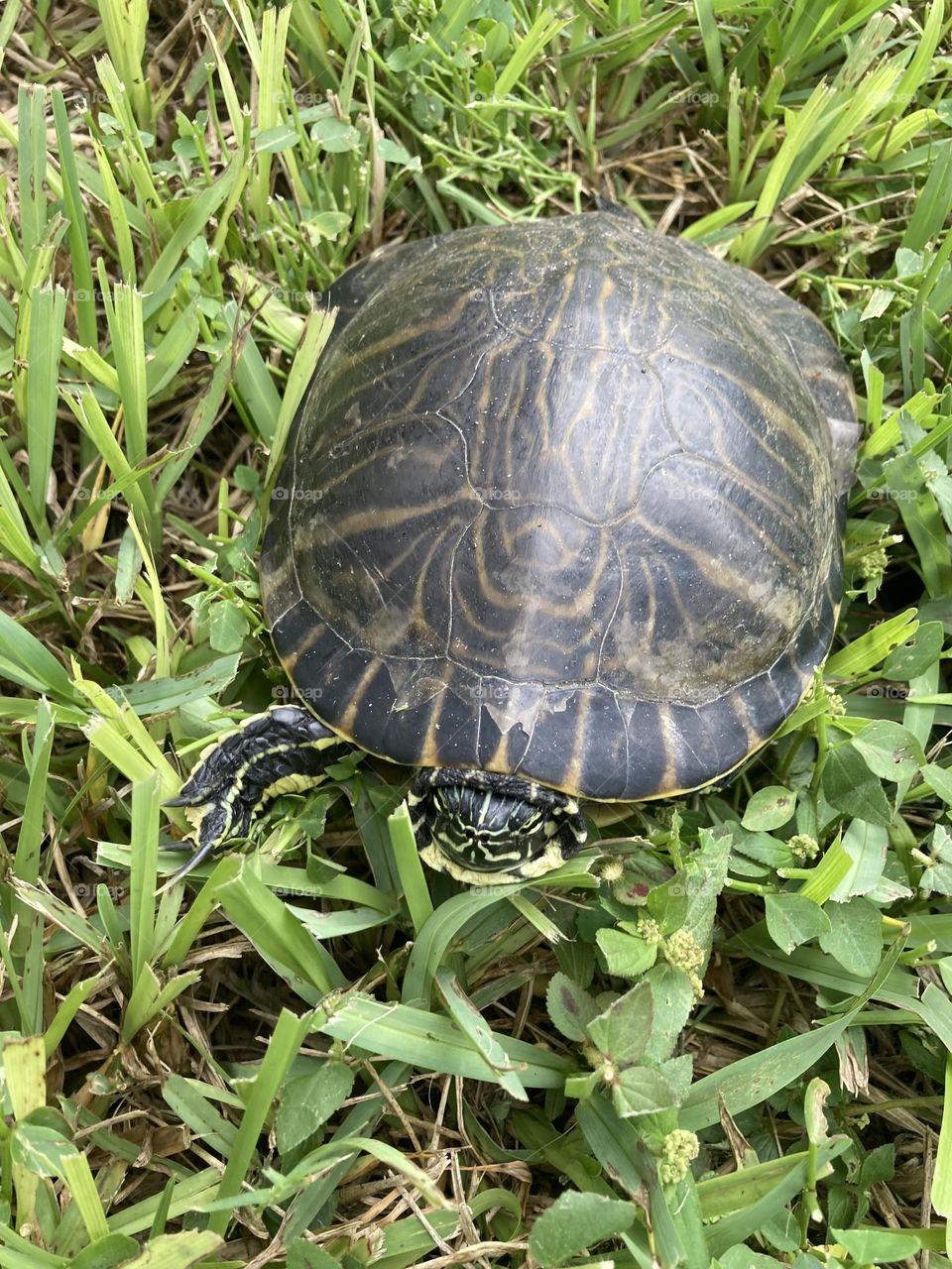 Turtle 
