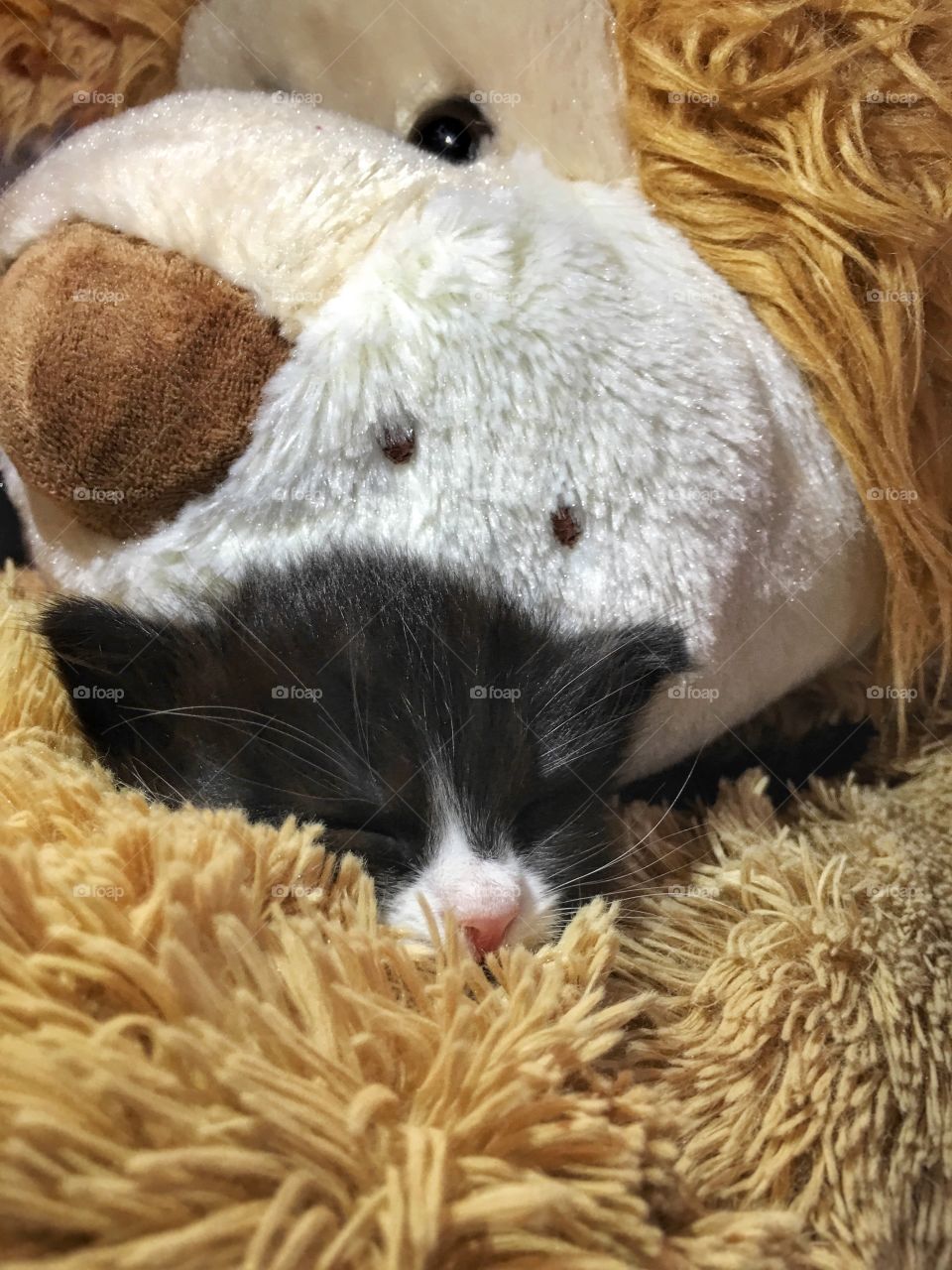 Kitten sleeping on top of the teddy bear
