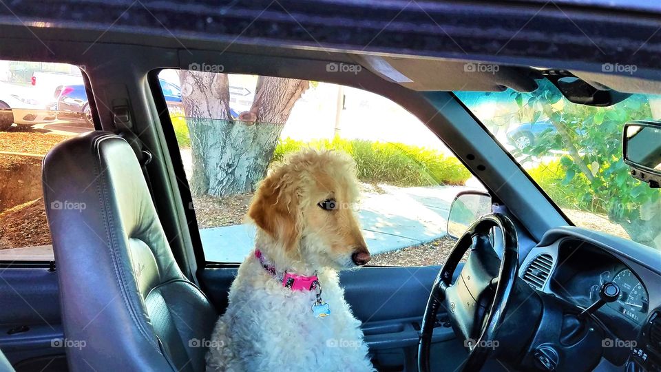 Cute poodle dog behind the wheel