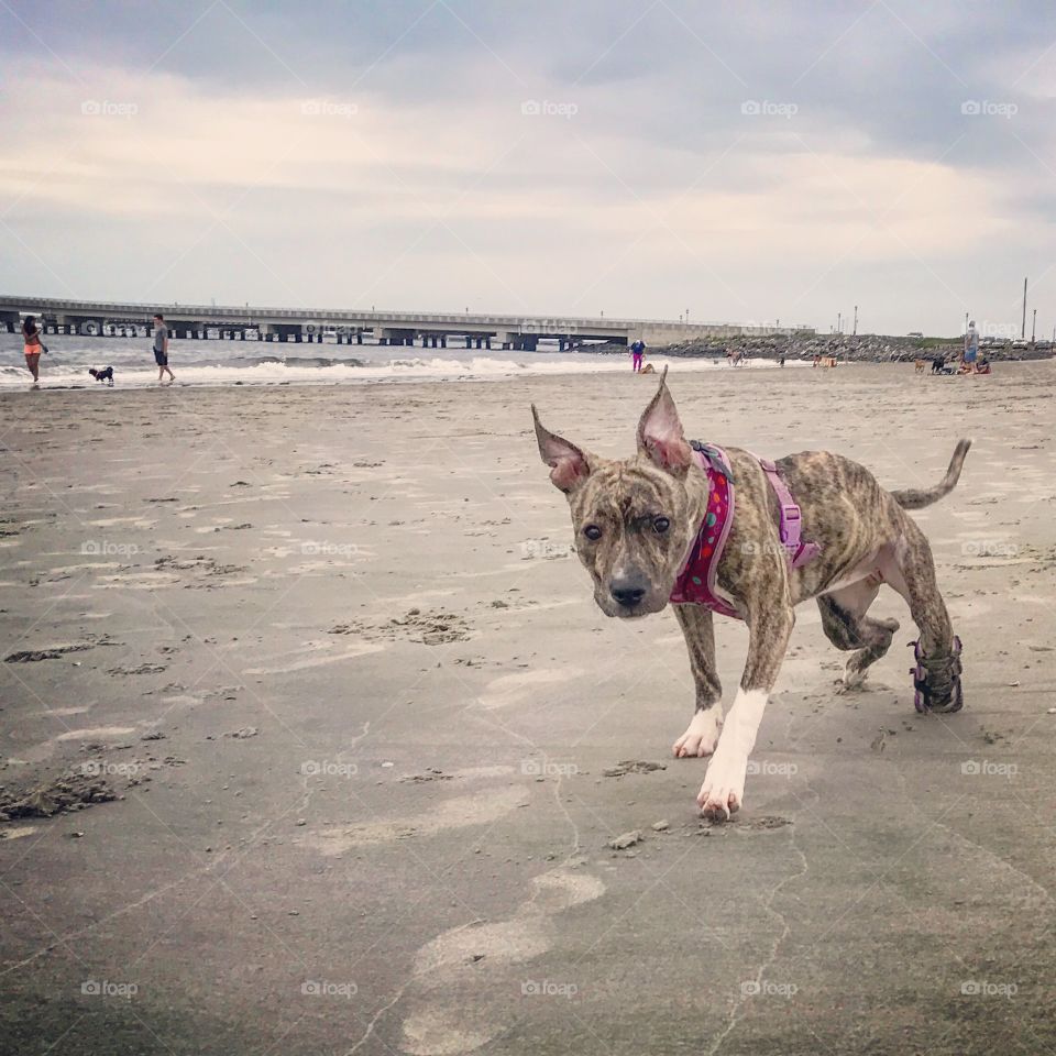 Dory loves the beach 