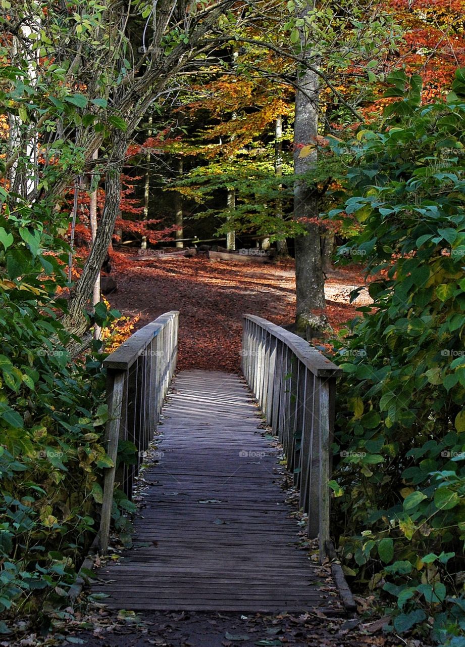 The bridge to the Autumn