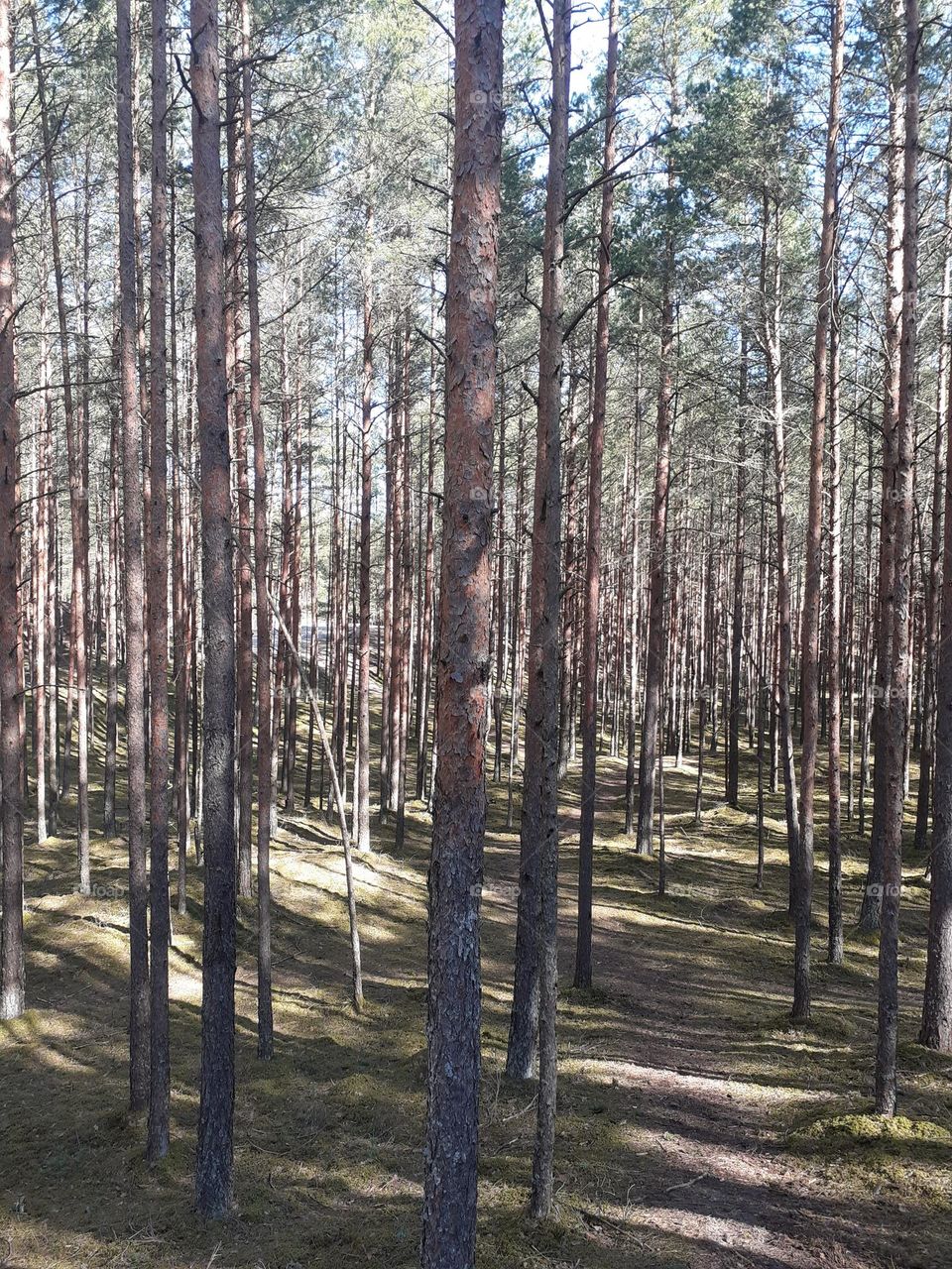 Солнечное утро в лесу