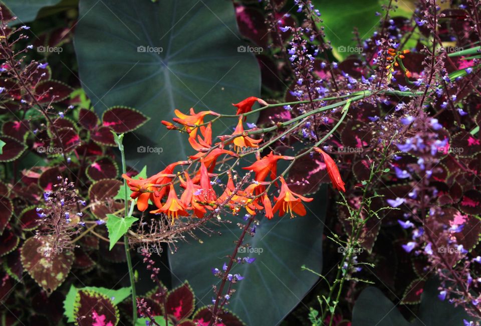 spring is coming! beautiful and colourful flowers 