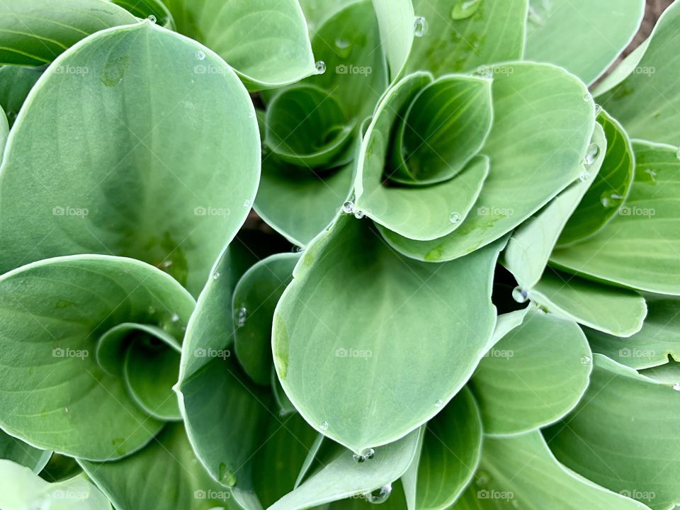 Overhead view of hosta plants with raindrops on leaves