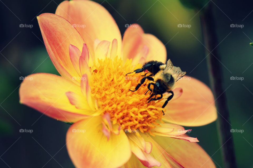 | bumble bee |