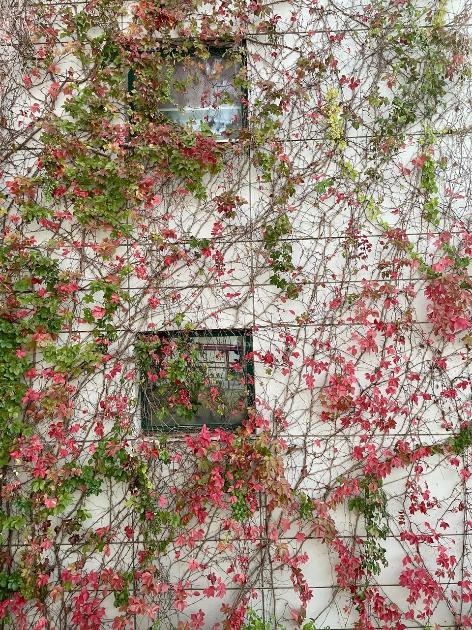 Spring wall
