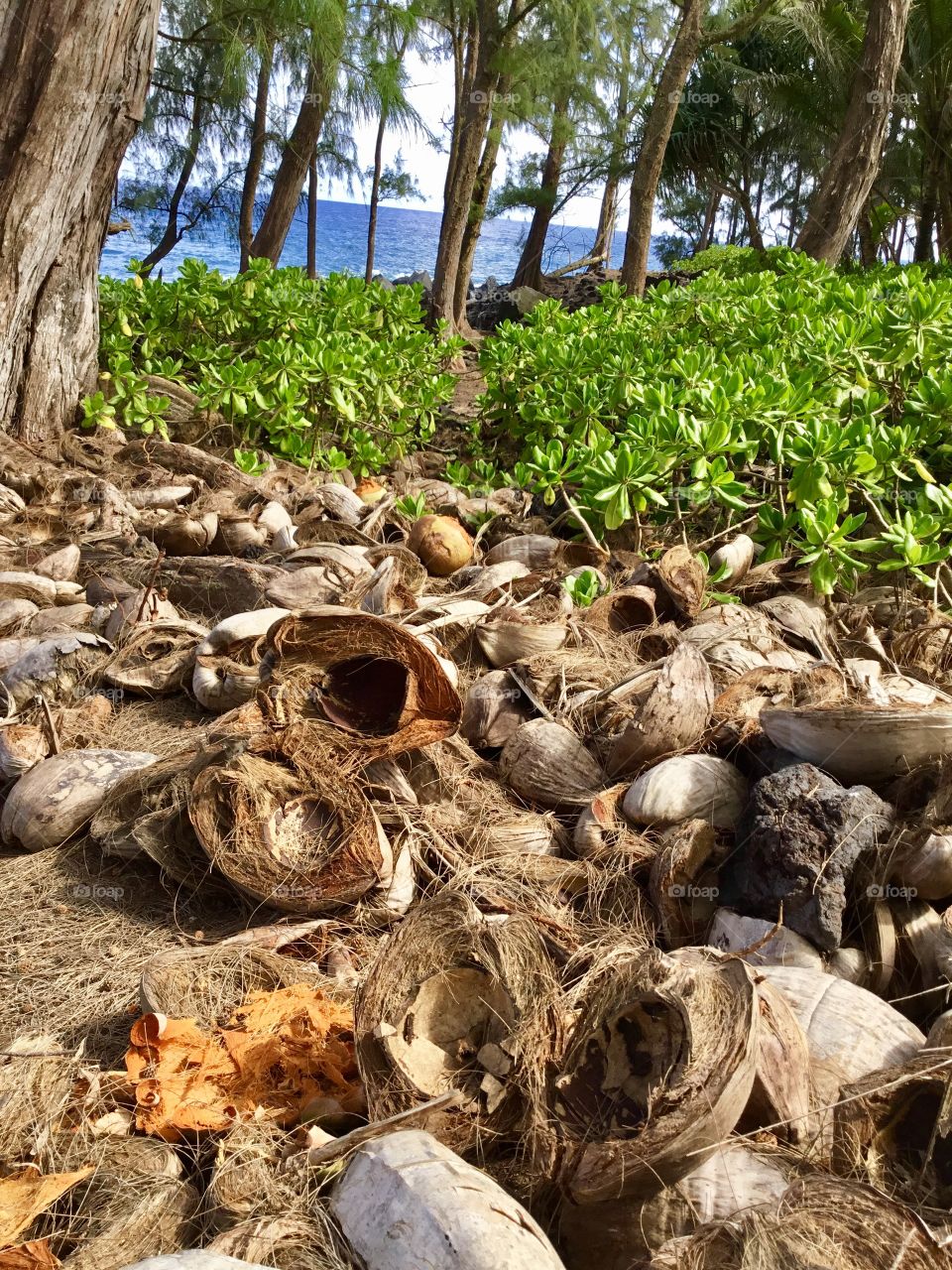 Coconut stash