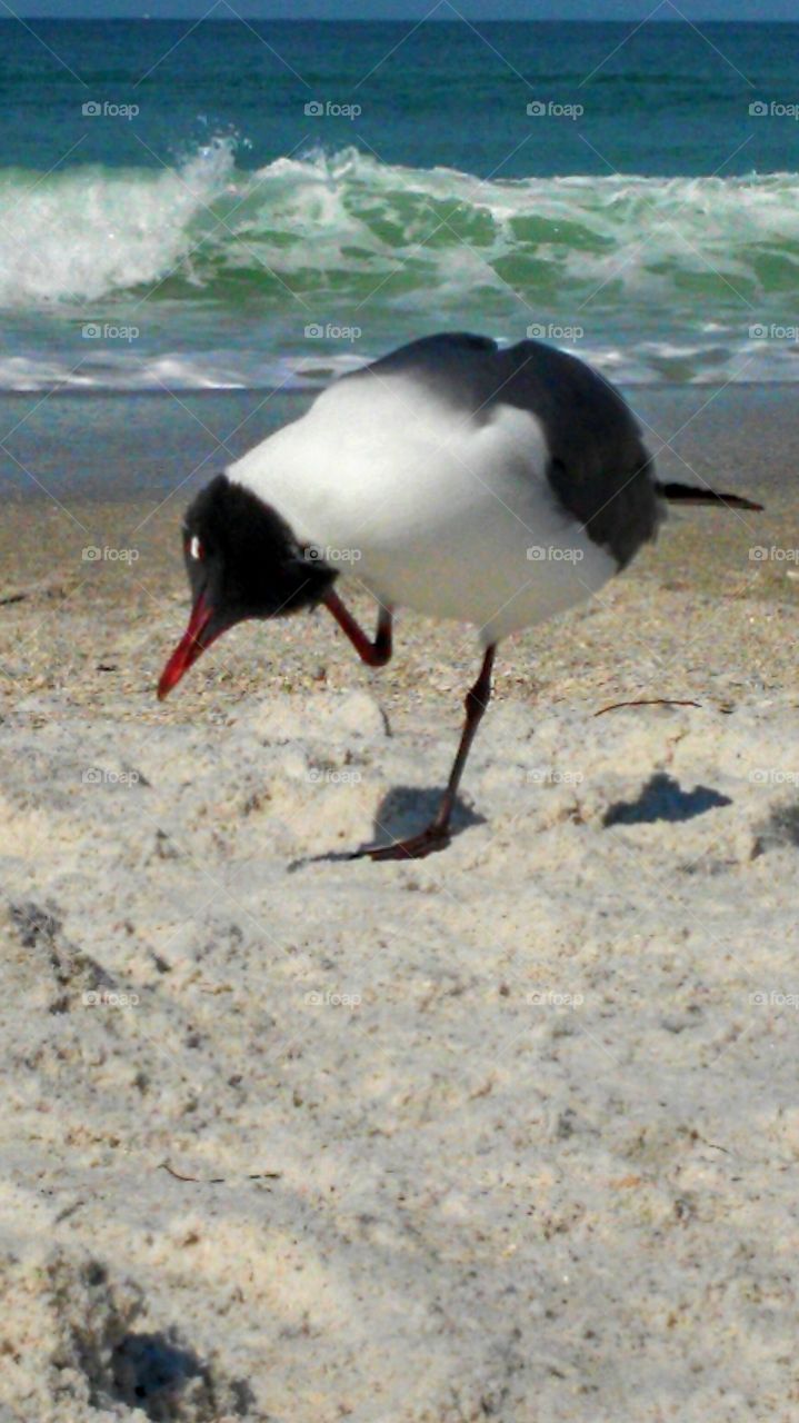 Beach bird