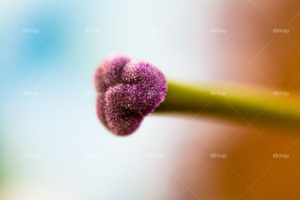 Close-up of lily bud