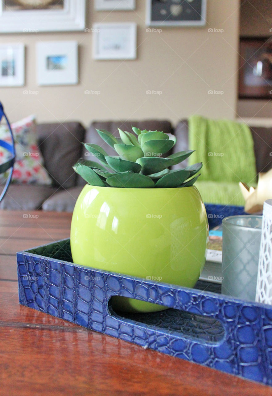 Succulent house plant