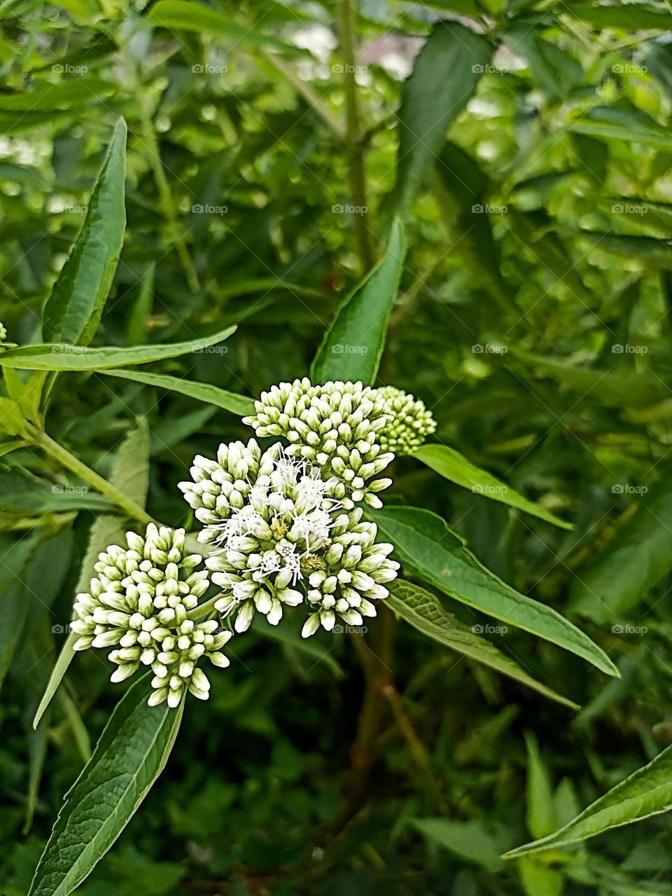 Close-up view of white flowers in bloom against green foliage background. This white flower has a round shape with dense petals, looks fresh and beautiful