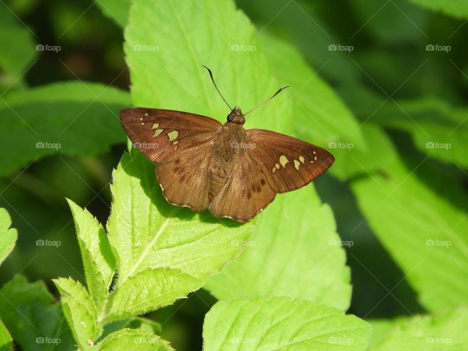 Beautiful and cute butterfly