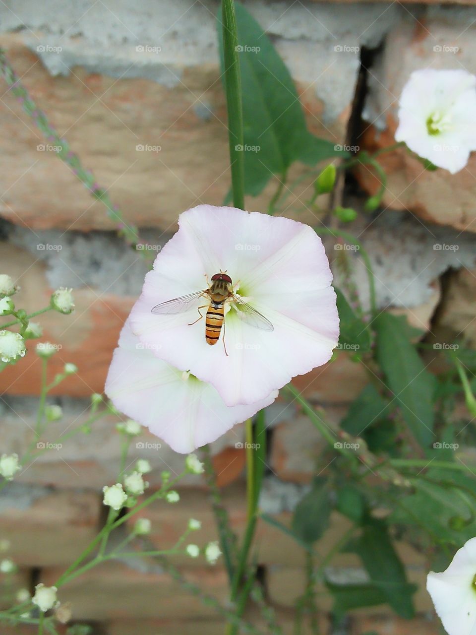 flower with bee