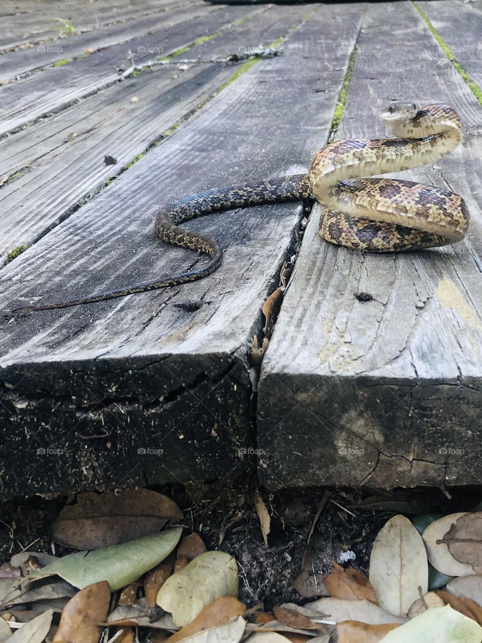 Baby rat snake trying to strike!! Coiled and ready but so was I ☺️