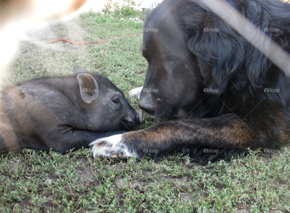 baby pig and big dog - best friends