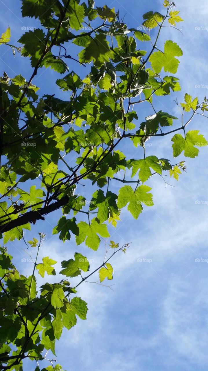 View up to Clouds in Sky through Green leaves on Branches