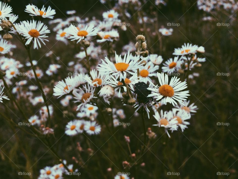 Daisies on a cloudy day. Small daisies 