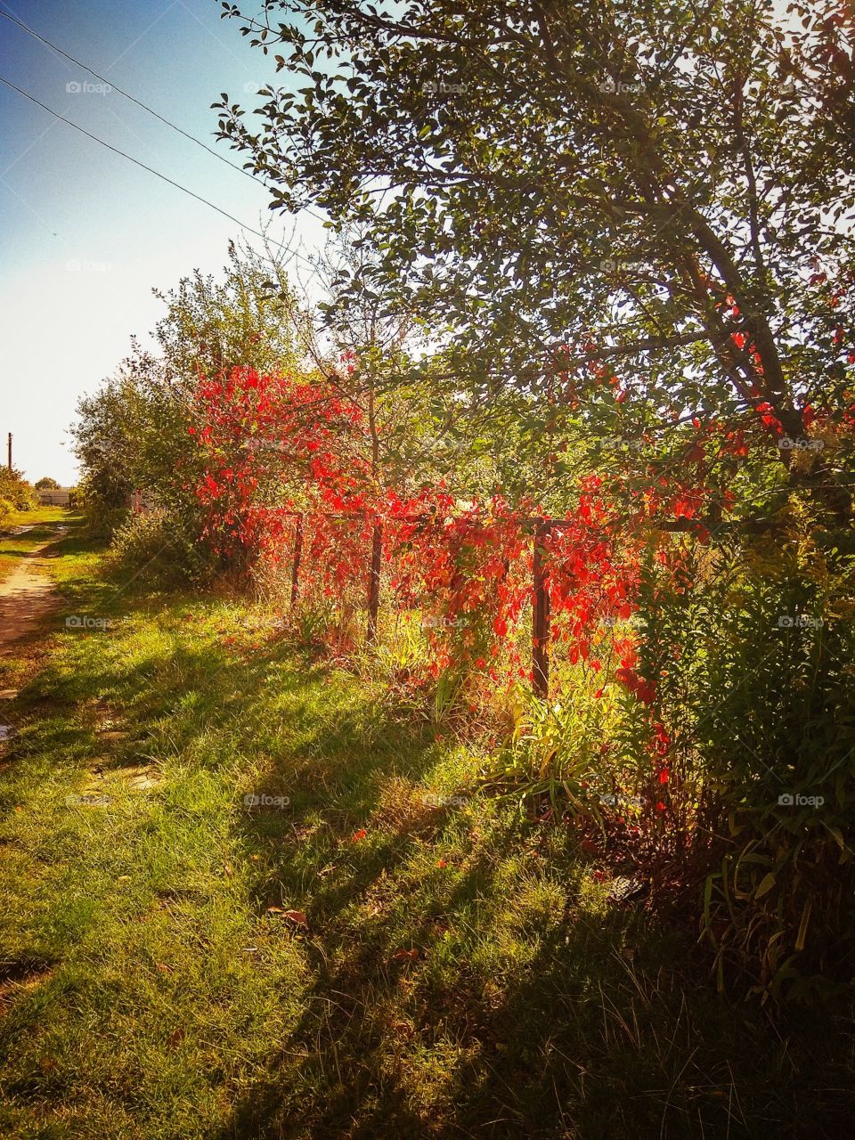 Autumn day at the cottage. The fence, overgrown with vines and glowing under the rays of the sun.